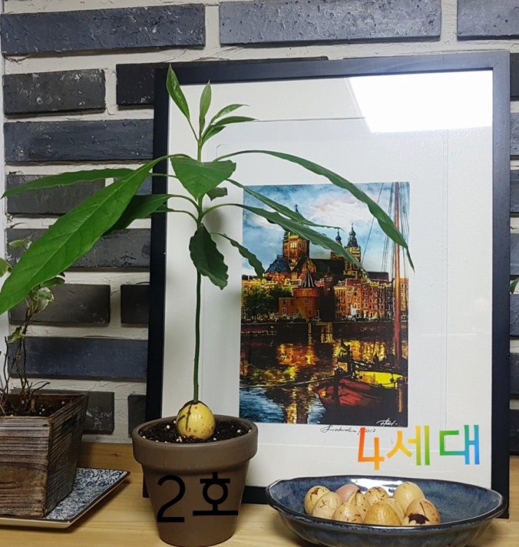  아보카도 키우기c3탄(5개월째)
