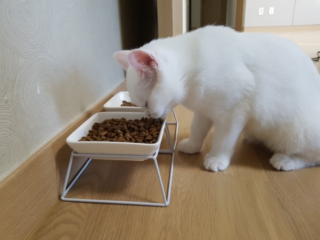  [고양이 식기] 다이소 템으로 고양이 식기 만들기