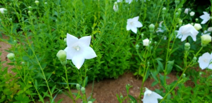  백도라지
