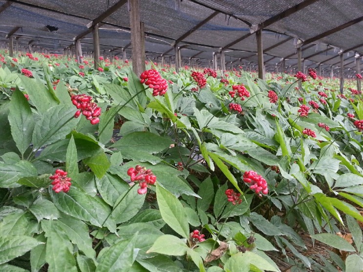 인삼씨앗따기 인삼재배 용안인삼인삼농가에서 인삼농사 인삼열매 진생베리 사진