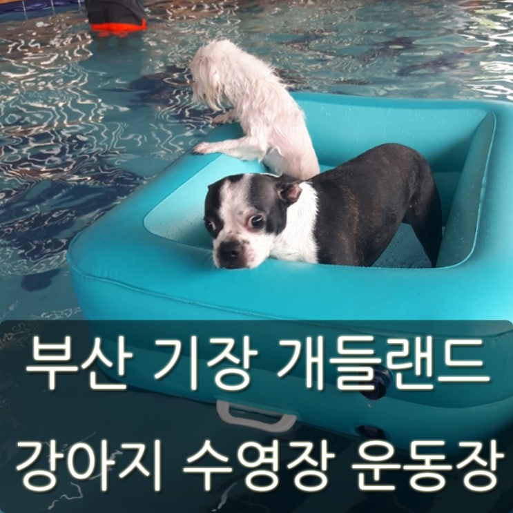  부산 기장 개들랜드 강아지 수영장과 운동장을 한 번에!
