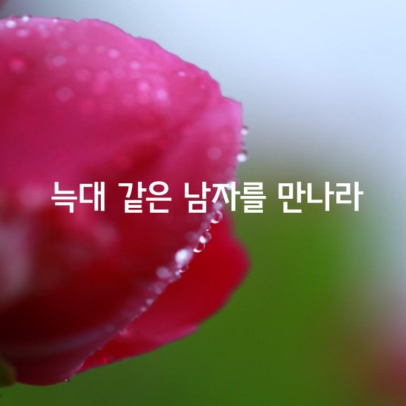  늑대 같은 남자를 만나라