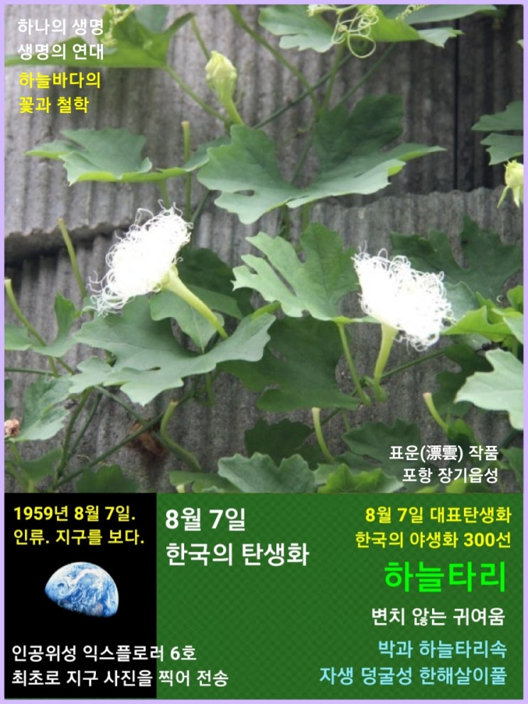 8월 7일. 한국의 탄생화와 부부꽃배달 / 하늘타리, 수세미오이, 여주 등