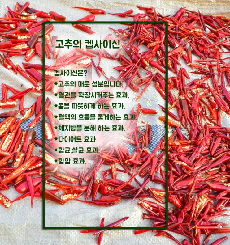  고추의 캡사이신 효과
