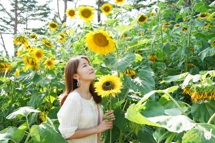 태백 해바라기축제 꽃구경 (+바람의 언덕)