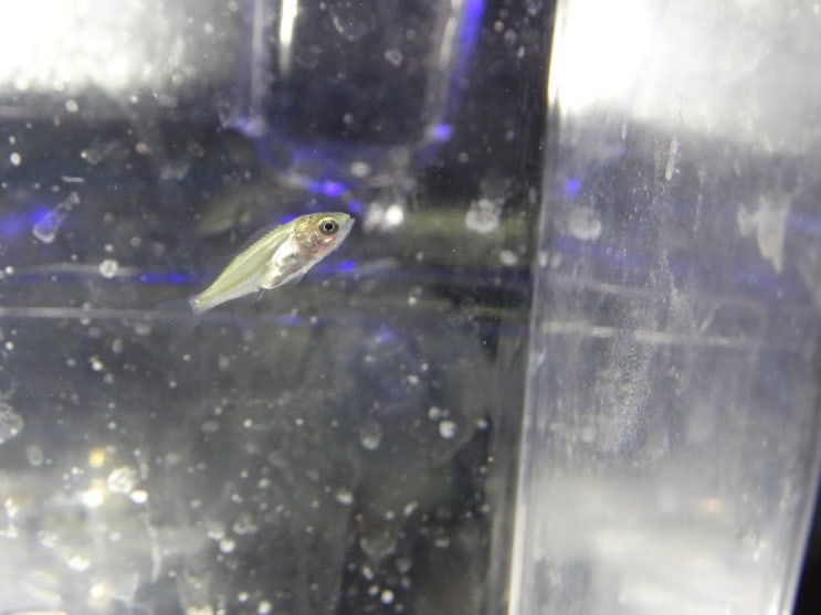  조피볼락 Sebastes schlegelii  /  볼락과 ( Family Sebastidae ) 의 1종