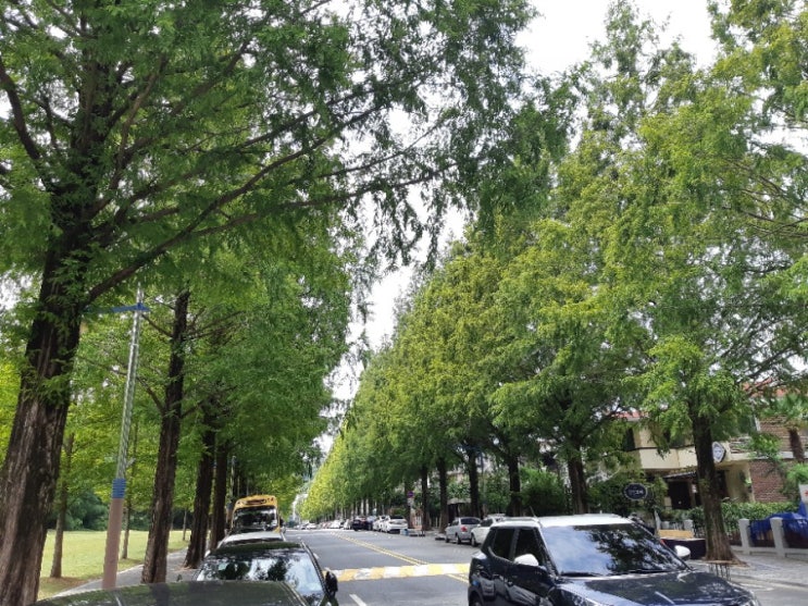  창원 가로수길.드라이브코스 그리고 인생사진 건지는 그곳