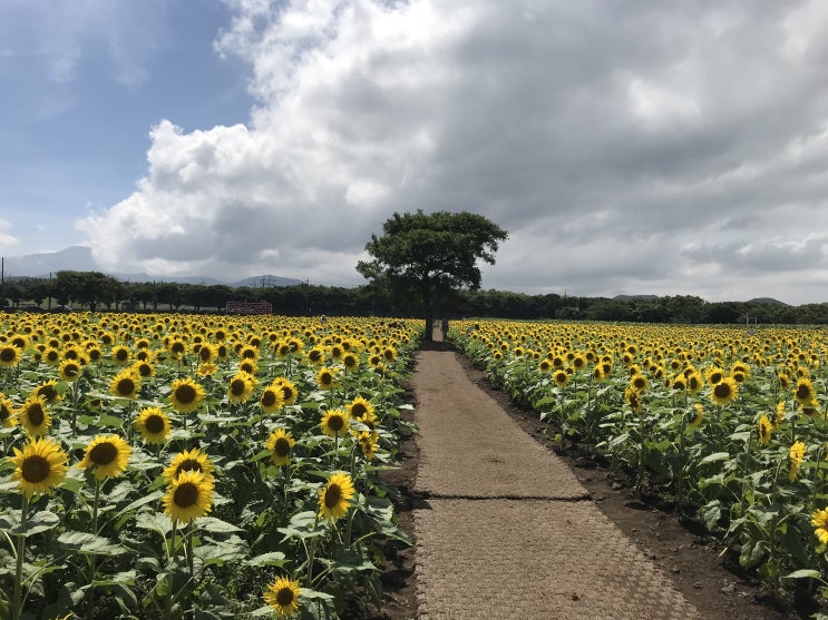  4박5일 제주여행 #3;골프라운딩, 렛츠런팜, 돈내코계곡(원앙폭포), 제주 추사관