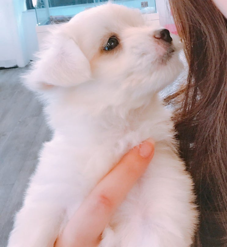  '키워독'에서 강아지 분양 받아왔어요~!