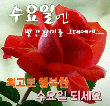 행복한 수요일 사진