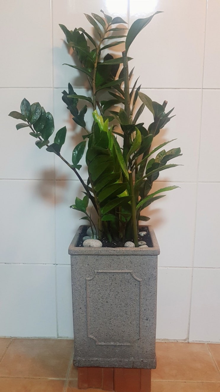  금전수 키우기(금전수물꽂이)