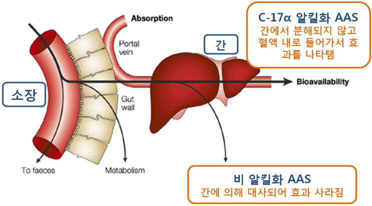  아나볼릭 스테로이드, C-17α 알킬화의 효과