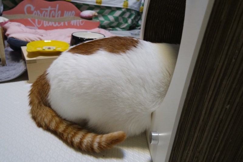 고양이는 꼬리로 말해요. : 네이버 블로그 고양이는 꼬리로 말해요. : 네이버 블로그