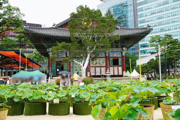  [I'm your guide.1]Jogyesa Buddhist Tempel_#Seoultour 조계사(서울여행_외국인친구에게 한국문화 알려주기)