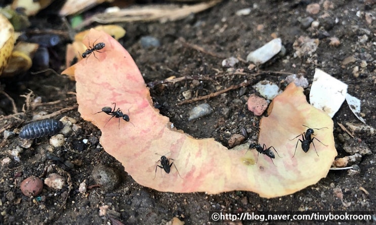 일본왕개미 일개미, 병정개미 먹이 교환 Camponotus japonicus