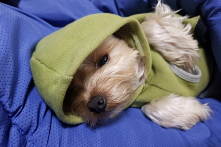  나른나른 제리몽