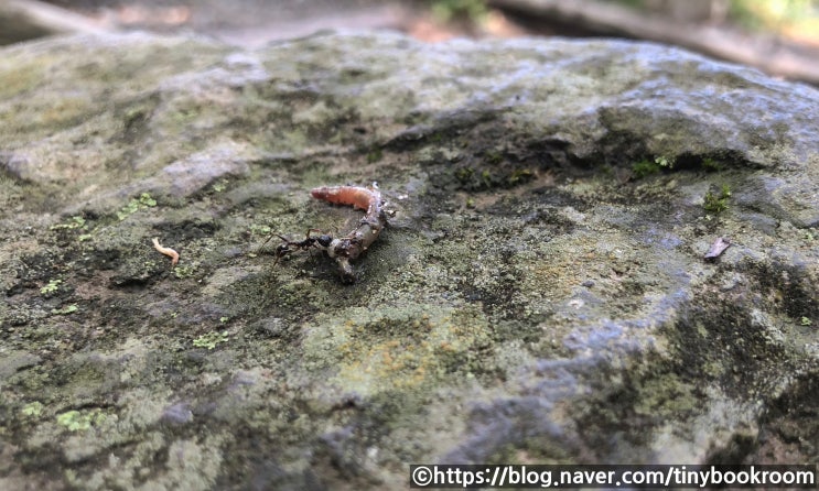일본 나가노의 황장다리개미 일개미 Aphaenogaster famelica(Smith, 1874)