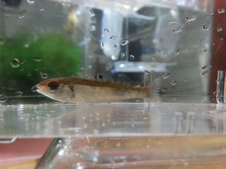  쥐노래미 Hexagrammos otakii /  쥐노래미과 ( Family Hexagrammidae ) 의 1종