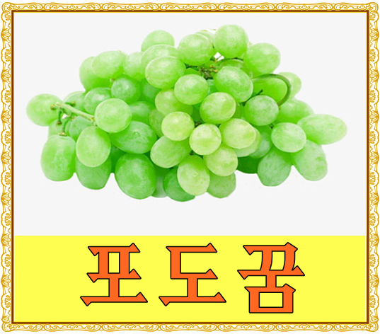 *포도꿈* 포도송이 꿈 포도 따는 꿈 해몽 풀이