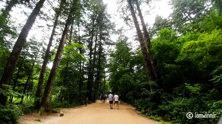 평창 가볼 만한 곳, 월정사 전나무숲 선재길 산책