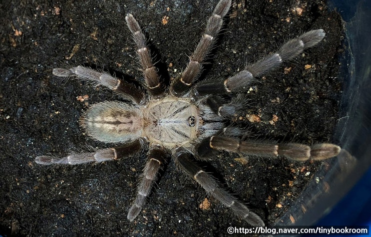  박마 어스 타이거 Cyriopagopus sp. "Bach Ma"