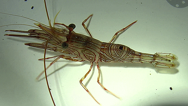 Rhynchocinetes conspiciocellus ヤイトサラサエビ 야이토사라사에비 / 끄덕새우과 ( Family Rhynchocinetidae ) 의 1종