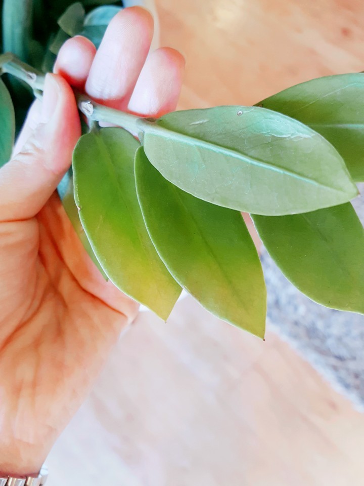 공기청정식물 금전수 잎이 노랗게 변하는이유/ 금전수 가지치기 돈나무 살리기 돈나무 관리법 : 네이버 블로그