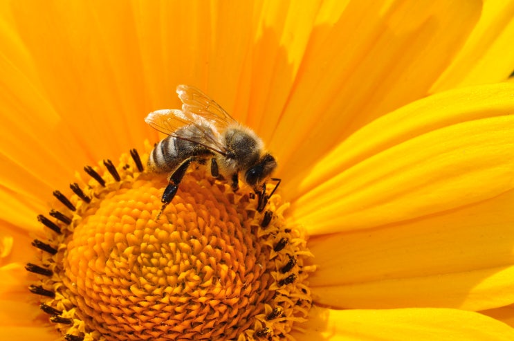 빛에 숨겨진 마케팅 노하우 - 꿀벌은 어디로 탈출했을까 ?