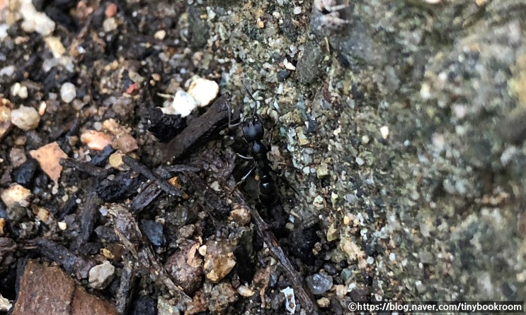 일본침개미 일개미 Ectomomyrmex javanus (Mayr, 1867)