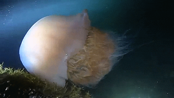 노무라입깃해파리 Nemopilema nomurai / 근구해파리과 ( Family Rhizostomatidae ) 의 1종