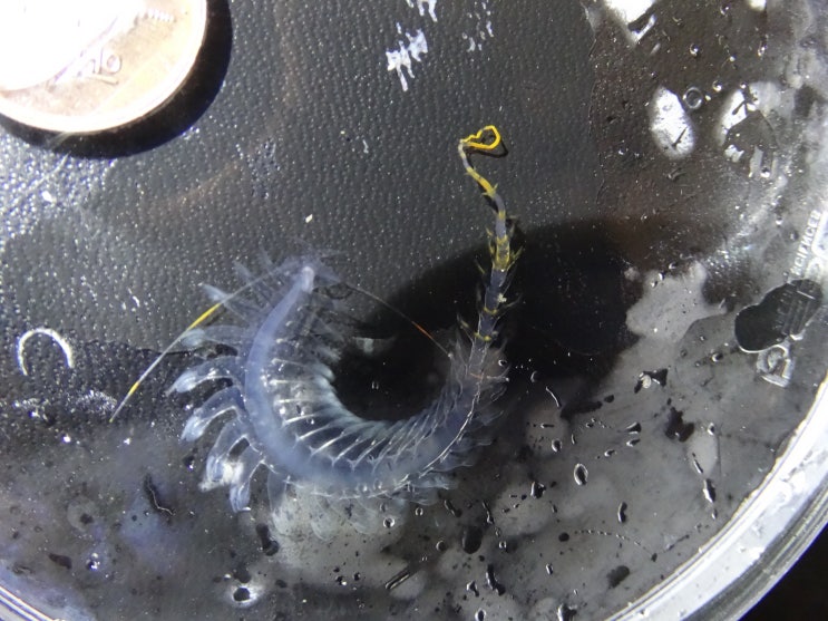  Tomopteris (Johnstonella) pacifica オヨギゴカイ 오요기고카이   / Family  Tomopteridae 의 1종