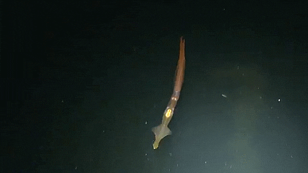  긴팔오징어 Chiroteuthis picteti /  긴팔오징어과 ( Family Chiroteuthidae ) 의 1종