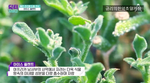  뇌졸중에 좋은 음식 아이스 플랜트 효능