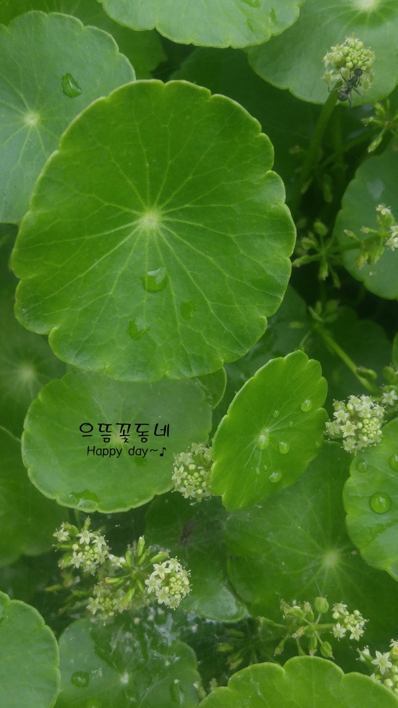 워터코인(Water coin),,,,,,,,,,,,,,,으뜸꽃동네,대전시유성구노은동112-2번지  ,죽동,덕명동,지족동,반석동,계산동,봉명동,장대동,구암동꽃집 : 네이버 블로그