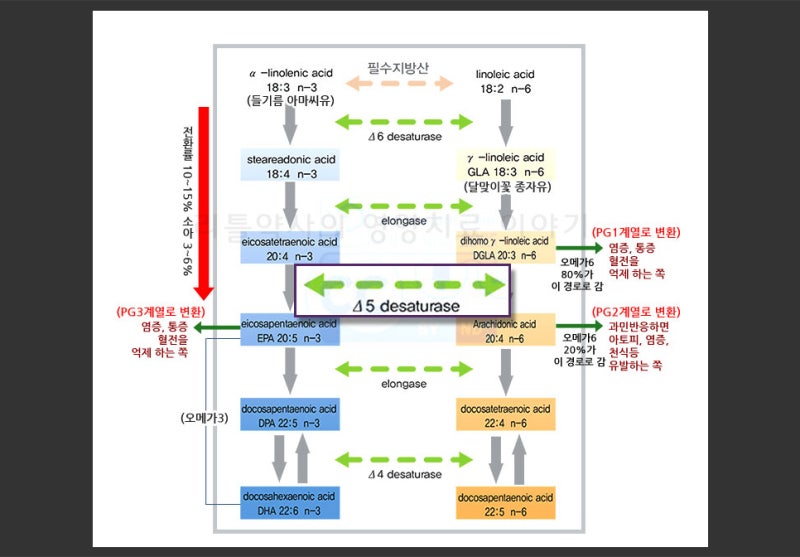 면역력 주의 오메가6 vs 면역력 강화 오메가3