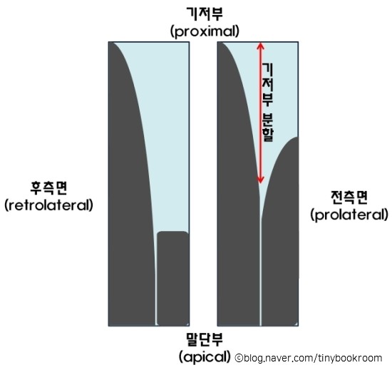  애완 시장의 크세네스티스 몇 종 비교 Xenesthis spp. of pet trade