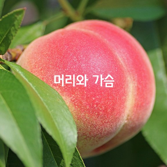  머리와 가슴