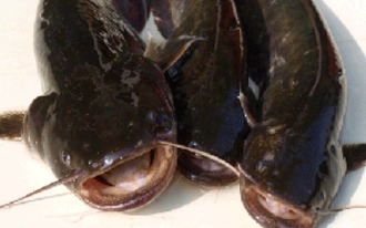 <b>김정은</b>과 메기
