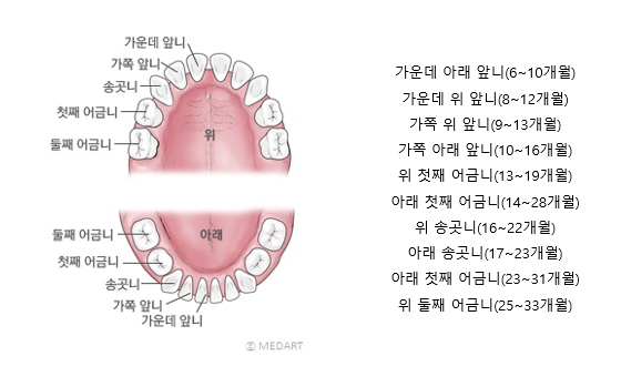 [소아치과] 우리 아이 이는 언제 나오나요? :: 유치맹출시기&순서/이앓이, 유치관리법 : 네이버 블로그