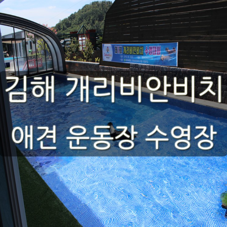 김해 개리비안비치 애견 수영장과 애견 운동장에서! 강아지들의 천국!