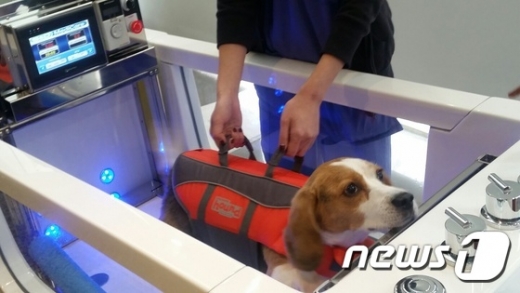 펫보험 가입하고도 병원비 200만원 낸 김씨의 사연 펫보험 가입하고도 병원비 200만원 낸 김씨의 사연