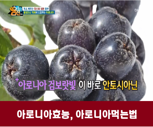아로니아 분말 먹는 법 아로니아 효소 먹는 법 부작용 효능 성분 알아보기 2