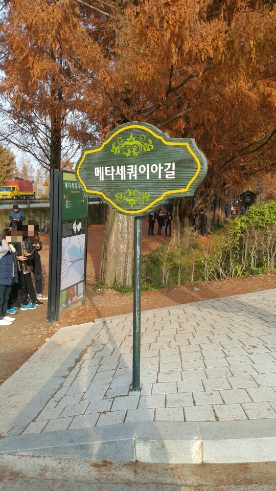  담양 메타세콰이어길