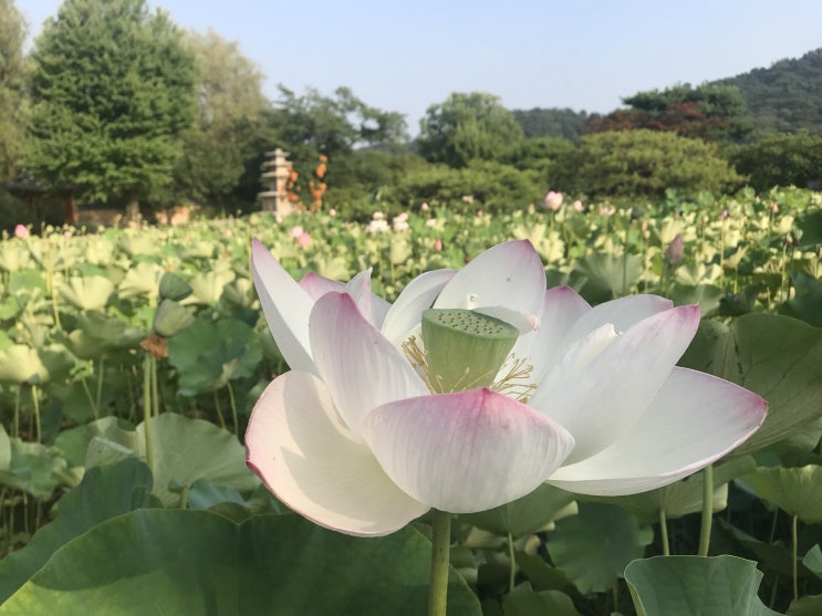  용인 가볼만한곳 호암미술관 다녀왔습니다.