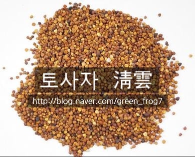 새삼. 새삼 효능. 3대 항암 약초. 토사자. 실새삼. : 네이버 블로그