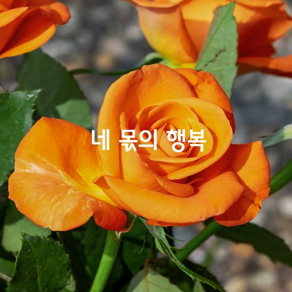  네 몫의 행복