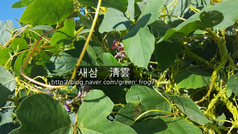 새삼. 새삼 효능. 3대 항암 약초. 토사자. 실새삼. : 네이버 블로그