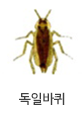  바퀴벌레의 특징