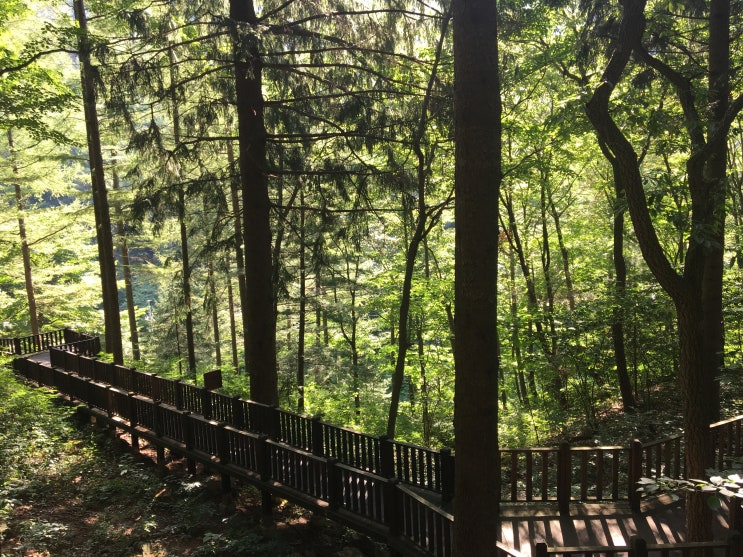 무주덕유산국립공원자연휴양림 야영장 독일가문비숲