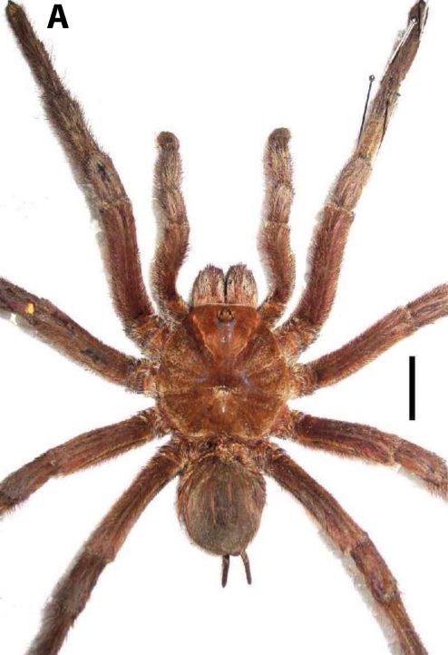 핑크풋 골리앗 버드이터, 브라질 최초 발견 Theraphosa apophysis(Tinter, 1991)